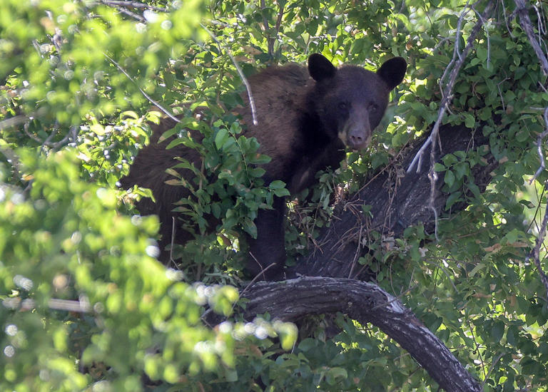 Black bear filmed lurking outside assisted living facility in ‘rare’ moment