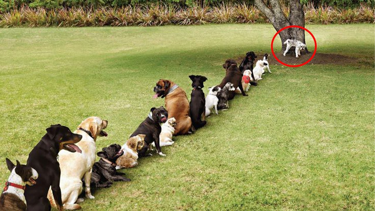 Watch This Dog With an IQ of 200 - BB1nIWZR.img