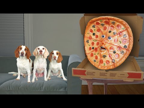 Dogs Vs Talking Pizza Prank: Funny Dogs Maymo, Potpie & Puppy Indie ...