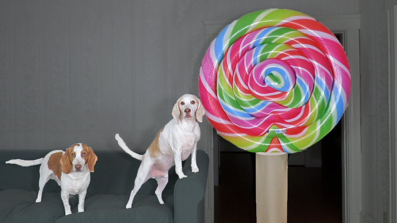 Dogs Get Excited By Giant Lollipop Prank! Funny Dogs Maymo & Potpie Vs ...