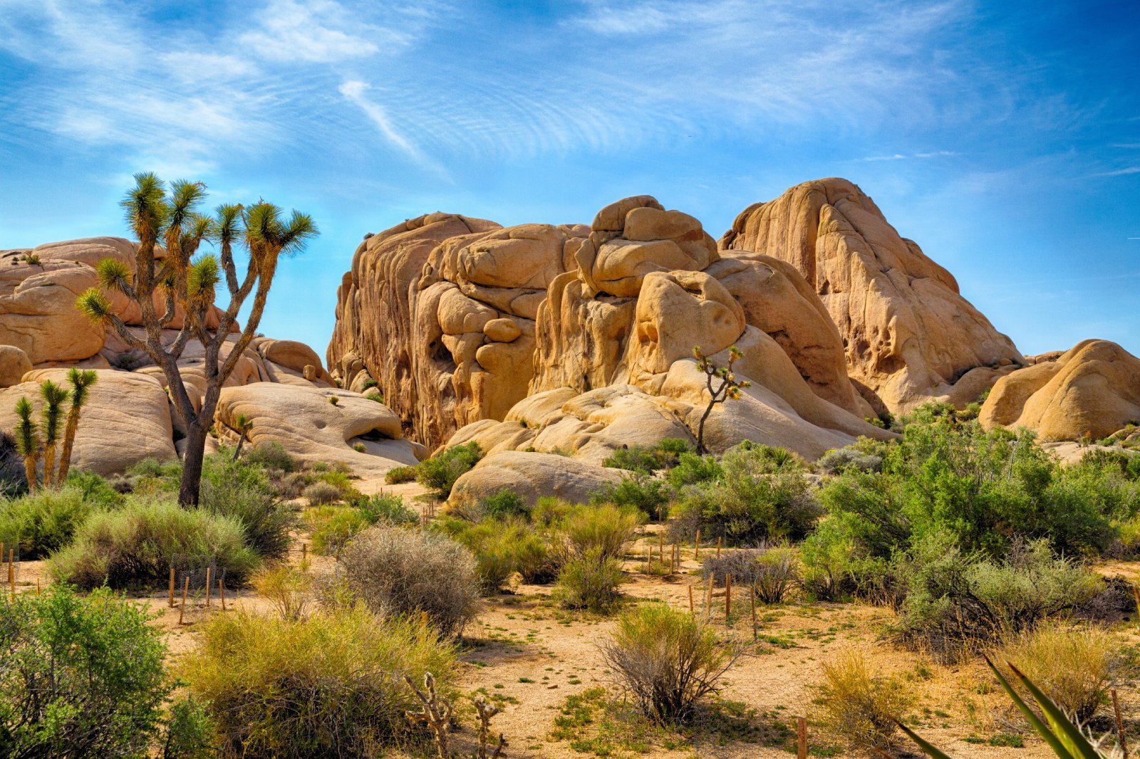 Image Credit: Shutterstock / Gary C. Tognoni <p>Paul Miller, an experienced hiker, went missing in Joshua Tree National Park, California, in July 2019. His remains were discovered months later, indicating he likely succumbed to extreme heat and dehydration. Miller’s disappearance highlighted the harsh conditions of desert hiking.</p>