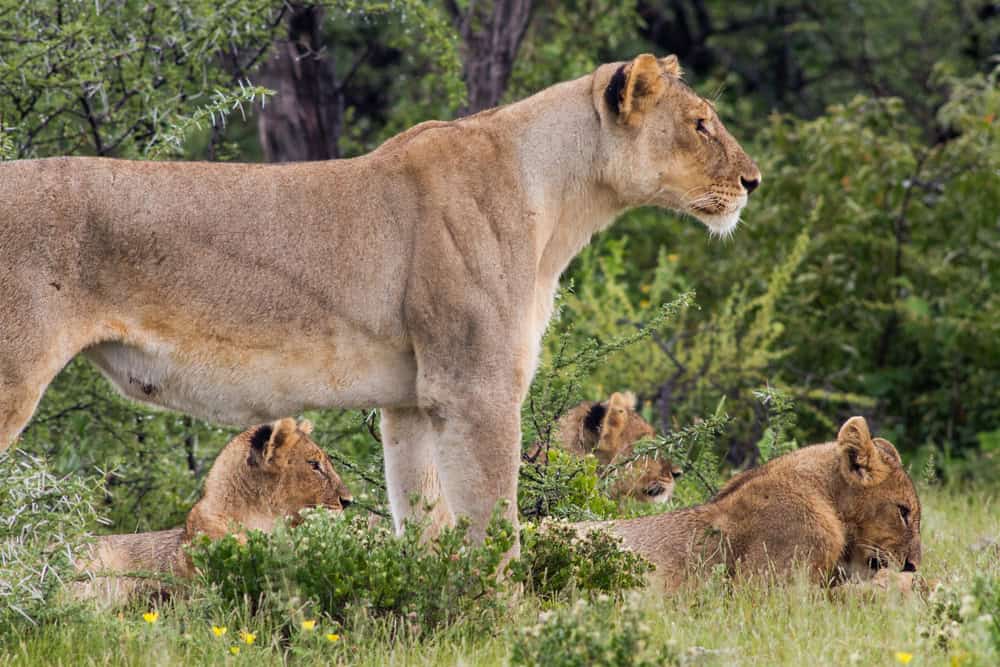 <p>Lionesses give birth to 1-4 cubs after a gestation period of about 110 days. Cubs are born blind and rely on their mother for protection and nourishment.</p>           Sharks, lions, tigers, as well as all about cats & dogs!           <a href='https://www.msn.com/en-us/channel/source/Animals%20Around%20The%20Globe%20US/sr-vid-ryujycftmyx7d7tmb5trkya28raxe6r56iuty5739ky2rf5d5wws?ocid=anaheim-ntp-following&cvid=1ff21e393be1475a8b3dd9a83a86b8df&ei=10'>           Click here to get to the Animals Around The Globe profile page</a><b> and hit "Follow" to never miss out.</b>