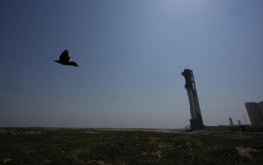 A bird takes flight past SpaceX's mega rocket Starship as it is prepared for a test flight from Starbase in Boca Chica, Texas, Wednesday, June 5, 2024. (AP Photo/Eric Gay)