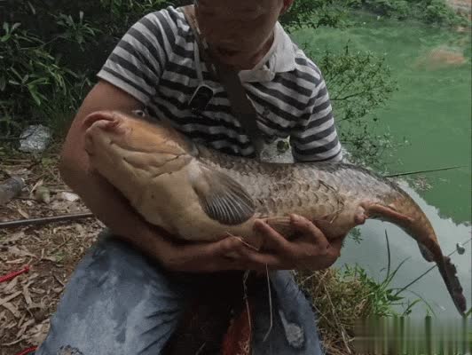 湖南惊现巨鲤！男子钓鱼后选择放生，称“不敢吃”的真相引网友热议理由