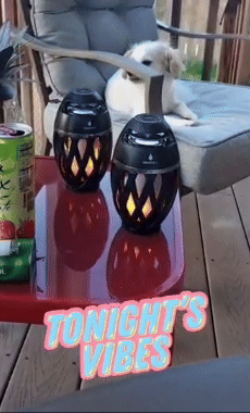 Animated image of two LED torches on a table, with a dog in the background, and text