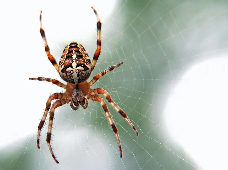 Man Sets House On Fire While Trying To Kill Spider With Blowtorch 6596