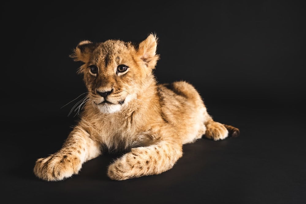 <p>The global population of lions is declining, with an estimated 20,000-25,000 individuals remaining in the wild. Conservation efforts aim to protect these majestic <a class="wpil_keyword_link" href="https://www.animalsaroundtheglobe.com/animals/animals-list/" title="animals">animals</a> and their habitats for future generations.</p>           Sharks, lions, tigers, as well as all about cats & dogs!           <a href='https://www.msn.com/en-us/channel/source/Animals%20Around%20The%20Globe%20US/sr-vid-ryujycftmyx7d7tmb5trkya28raxe6r56iuty5739ky2rf5d5wws?ocid=anaheim-ntp-following&cvid=1ff21e393be1475a8b3dd9a83a86b8df&ei=10'>           Click here to get to the Animals Around The Globe profile page</a><b> and hit "Follow" to never miss out.</b>
