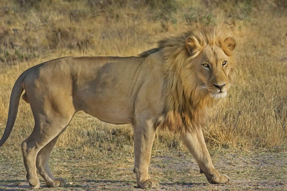 <p><a href="https://www.animalsaroundtheglobe.com/wildlife-animals/mammals/big-cats/" rel="noreferrer noopener">Explore more of our <strong>Big Cat</strong> content here!</a></p> <p>Post-immersion, the drenched lion’s efforts to climb back onto dry land are both amusing and impressive. His powerful limbs, built more for strength than elegance in water, flail momentarily before he manages to regain his composure. Once on land, he shakes off the water, his demeanor quickly shifting back to the confident king of the jungle.</p>           Sharks, lions, tigers, as well as all about cats & dogs!           <a href='https://www.msn.com/en-us/channel/source/Animals%20Around%20The%20Globe%20US/sr-vid-ryujycftmyx7d7tmb5trkya28raxe6r56iuty5739ky2rf5d5wws?ocid=anaheim-ntp-following&cvid=1ff21e393be1475a8b3dd9a83a86b8df&ei=10'>           Click here to get to the Animals Around The Globe profile page</a><b> and hit "Follow" to never miss out.</b>