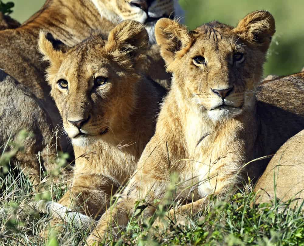 <p>Lions are known for their laziness, spending up to 20 hours a day resting or sleeping. This conserves energy for hunting and patrolling their territory.</p>           Sharks, lions, tigers, as well as all about cats & dogs!           <a href='https://www.msn.com/en-us/channel/source/Animals%20Around%20The%20Globe%20US/sr-vid-ryujycftmyx7d7tmb5trkya28raxe6r56iuty5739ky2rf5d5wws?ocid=anaheim-ntp-following&cvid=1ff21e393be1475a8b3dd9a83a86b8df&ei=10'>           Click here to get to the Animals Around The Globe profile page</a><b> and hit "Follow" to never miss out.</b>