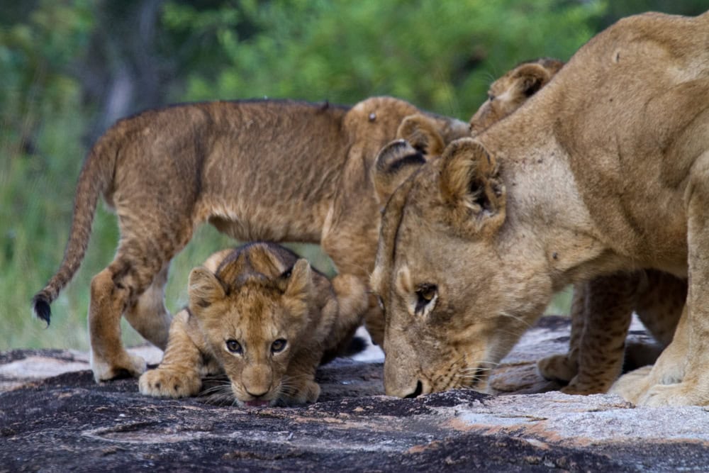 <p>Lions face numerous threats, including habitat loss, human-wildlife conflict, and poaching. Conservation efforts are critical to ensuring their survival.</p>           Sharks, lions, tigers, as well as all about cats & dogs!           <a href='https://www.msn.com/en-us/channel/source/Animals%20Around%20The%20Globe%20US/sr-vid-ryujycftmyx7d7tmb5trkya28raxe6r56iuty5739ky2rf5d5wws?ocid=anaheim-ntp-following&cvid=1ff21e393be1475a8b3dd9a83a86b8df&ei=10'>           Click here to get to the Animals Around The Globe profile page</a><b> and hit "Follow" to never miss out.</b>
