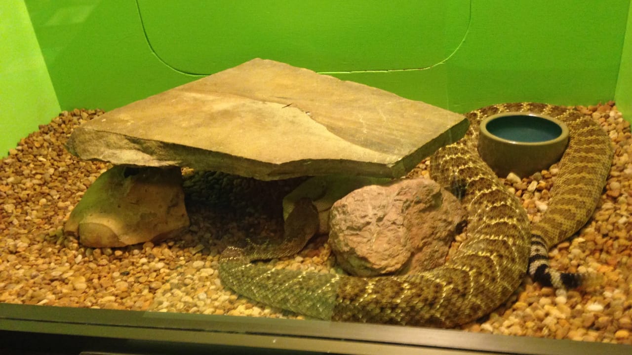 <p><span>If you’re getting drowsy on your road trip, try coming face-to-face with some of the world’s most venomous snakes for a jolt. </span></p><p><span>Located right outside of Orlando, Reptile World is where you can hold a snake or baby alligator and watch a venom extraction show that looks as interesting as it sounds. You can watch iguanas sunbathe or feed the turtles on the tamer side. </span></p><p><span>Location: 5705 E Irlo Bronson Memorial Hwy, St Cloud, FL 34771</span></p>
