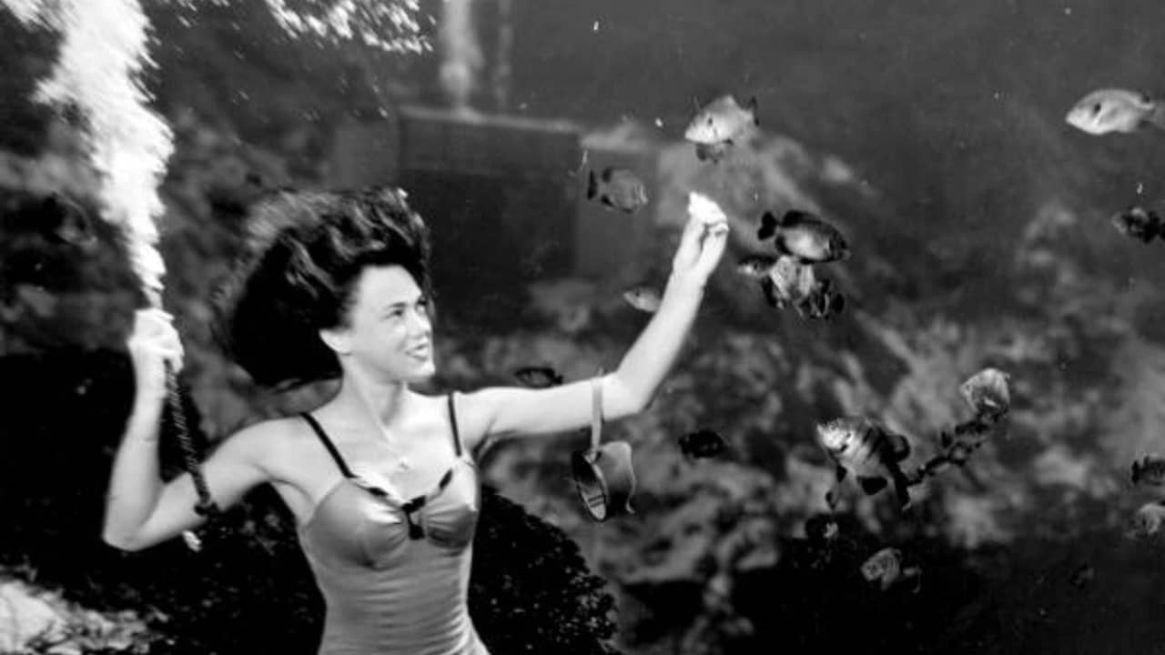 <p><span>How often can you say you’ve visited a Netflix-famous mermaid operation? In the show, </span><i><span>Merpeople</span></i><span>, former mermaids from Weeki Wachee Springs reminisce on their performances that began in 1947. </span></p><p><span>To this day, you can experience breathtaking underwater mermaid shows included in admission to Weeki Wachee Springs State Park. </span><span>A <em>USA Today</em> </span><a href="https://10best.usatoday.com/interests/explore/best-roadside-attractions-50-states-the-thing/"><span>best roadside attraction in Florida</span></a>, the springs themselves are as much as an attraction as the mermaids, letting travelers cool off on hot, humid Florida summer afternoons. </p><p><span>Location: 6131 Commercial Way, Spring Hill, FL 34606</span></p>
