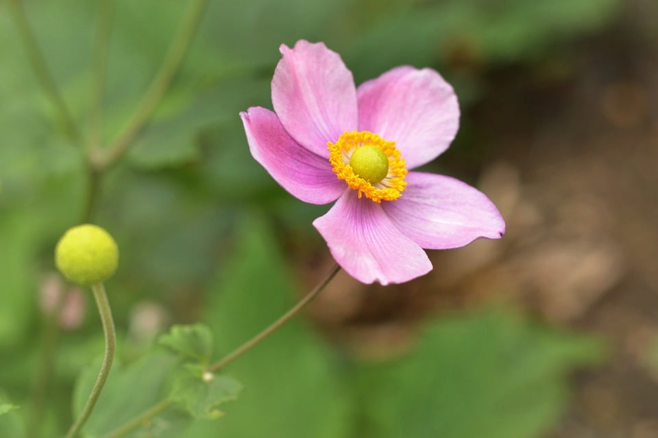 Fiori perenni da tenere all’ombra: i 5 più belli - Galleria Foto