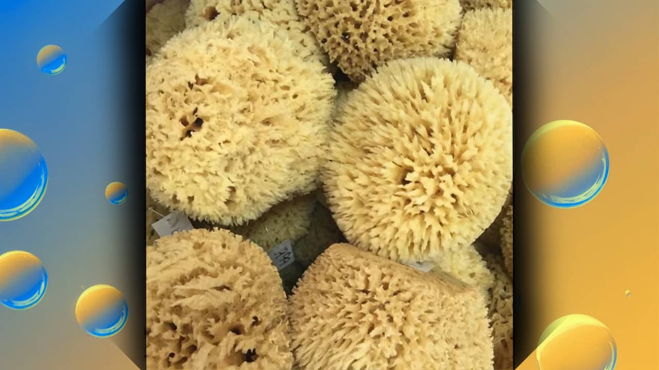 <p><span>Spongebob might be where your sponge knowledge starts and ends. As it turns out, there’s a lot to learn about the naturally occurring organism. </span></p><p><span>About 90% of the world’s sea sponges come from Tarpon Springs, and you can buy one for yourself at Spongeorama. Stop by to become a “sponge expert” and learn how to care for them so they last for years. </span></p><p><span>Location: 510 Dodecanese Blvd, Tarpon Springs, FL 34689</span></p>
