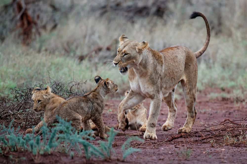 <p>Lions use a variety of vocalizations, body language, and scent markings to communicate with each other. Their social bonds are reinforced through grooming and head rubbing.</p>           Sharks, lions, tigers, as well as all about cats & dogs!           <a href='https://www.msn.com/en-us/channel/source/Animals%20Around%20The%20Globe%20US/sr-vid-ryujycftmyx7d7tmb5trkya28raxe6r56iuty5739ky2rf5d5wws?ocid=anaheim-ntp-following&cvid=1ff21e393be1475a8b3dd9a83a86b8df&ei=10'>           Click here to get to the Animals Around The Globe profile page</a><b> and hit "Follow" to never miss out.</b>