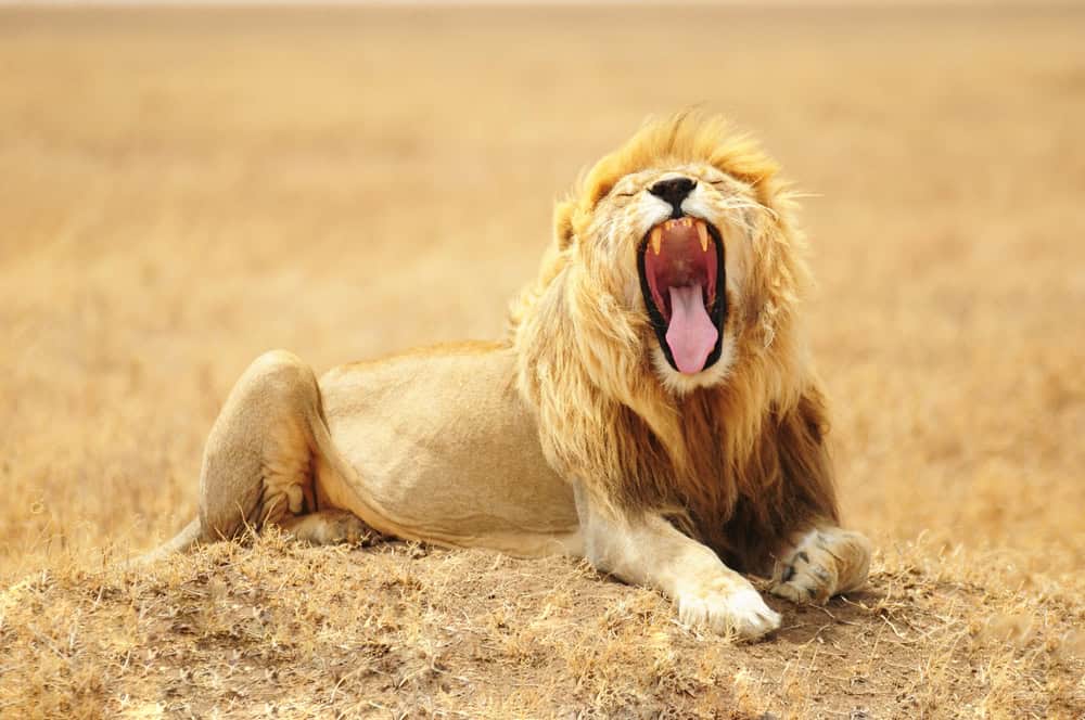<p>The lion’s roar is the loudest of all big cats, used to communicate with pride members and warn off rivals.</p>           Sharks, lions, tigers, as well as all about cats & dogs!           <a href='https://www.msn.com/en-us/channel/source/Animals%20Around%20The%20Globe%20US/sr-vid-ryujycftmyx7d7tmb5trkya28raxe6r56iuty5739ky2rf5d5wws?ocid=anaheim-ntp-following&cvid=1ff21e393be1475a8b3dd9a83a86b8df&ei=10'>           Click here to get to the Animals Around The Globe profile page</a><b> and hit "Follow" to never miss out.</b>