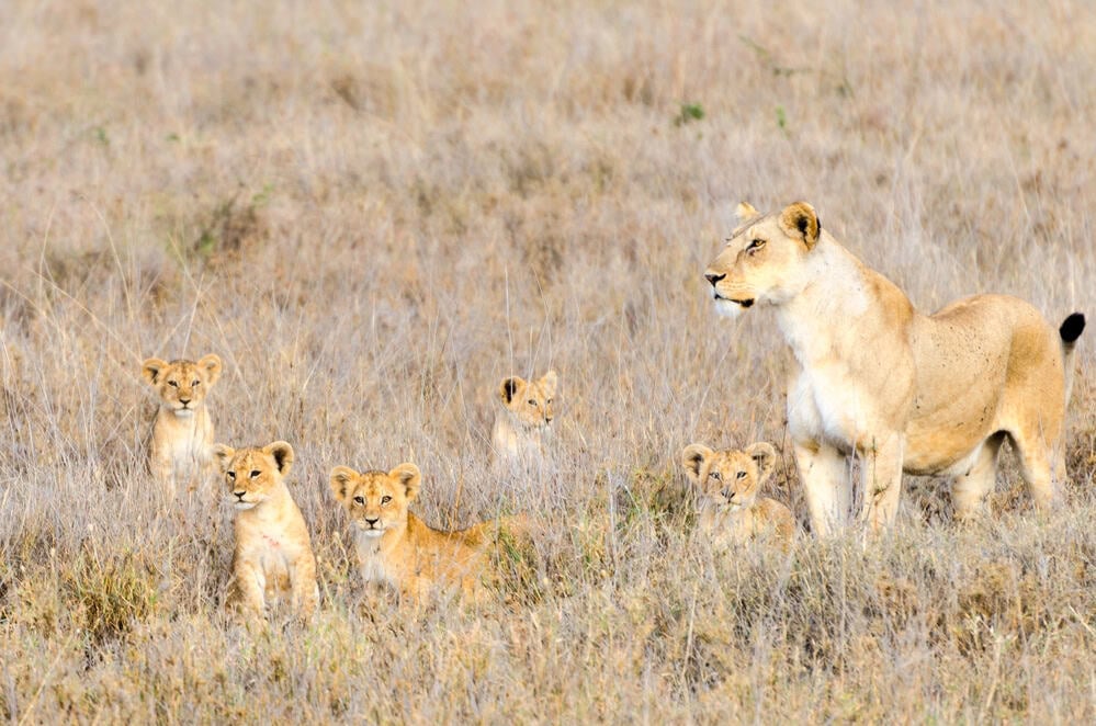 <p>Lions can adapt to a variety of habitats, from savannas and grasslands to open woodlands. However, they are not typically found in dense forests or deserts.</p>           Sharks, lions, tigers, as well as all about cats & dogs!           <a href='https://www.msn.com/en-us/channel/source/Animals%20Around%20The%20Globe%20US/sr-vid-ryujycftmyx7d7tmb5trkya28raxe6r56iuty5739ky2rf5d5wws?ocid=anaheim-ntp-following&cvid=1ff21e393be1475a8b3dd9a83a86b8df&ei=10'>           Click here to get to the Animals Around The Globe profile page</a><b> and hit "Follow" to never miss out.</b>