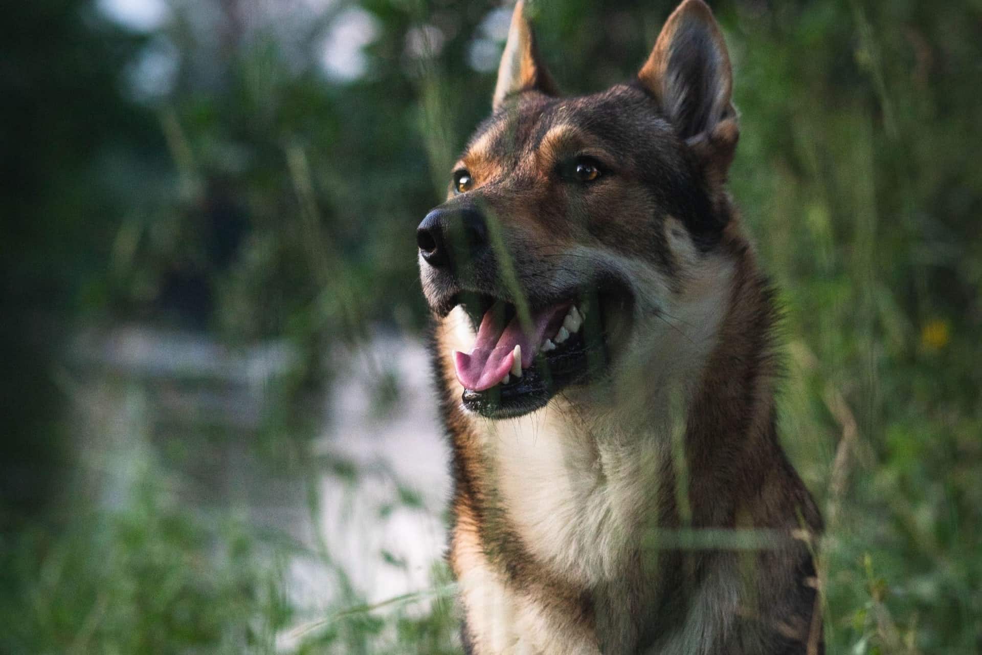 Top 12 FamilyFriendly Guard Dogs for Ultimate Protection