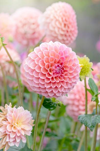 The 40 Most Beautiful Flowers in the World