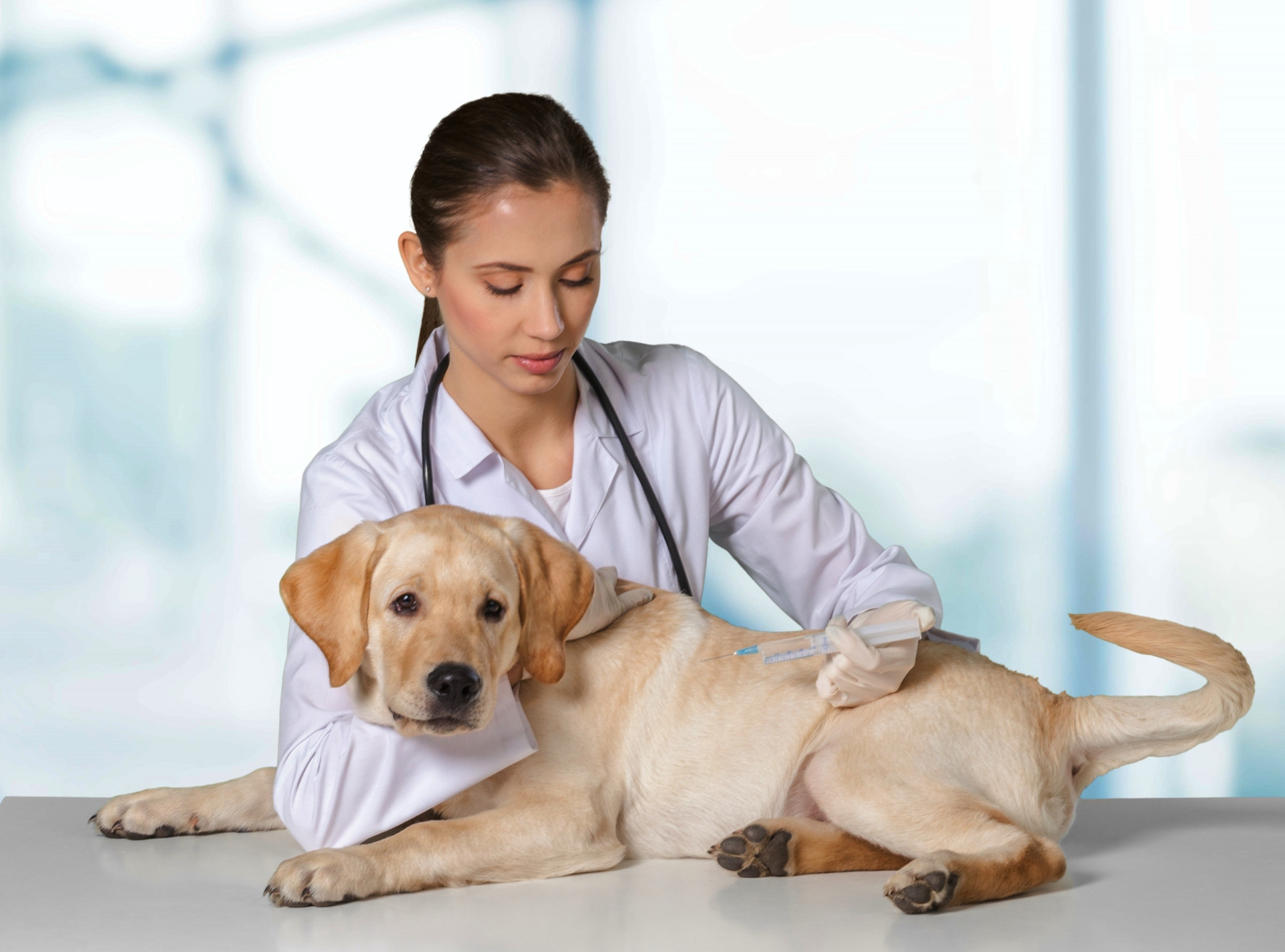 10 Plants That Keep Raccoons Out of Your Yard