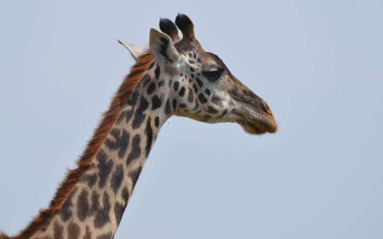 A giraffe was caught on video accidentally lifting a toddler out of the back of a truck at the Fossil Rim Wildlife Center in Central Texas.