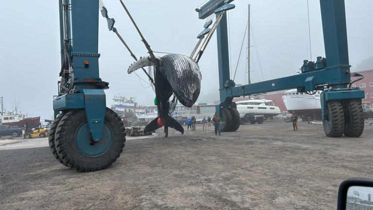 Dead humpback whale wrapped in netting pulled out of Portland Harbor