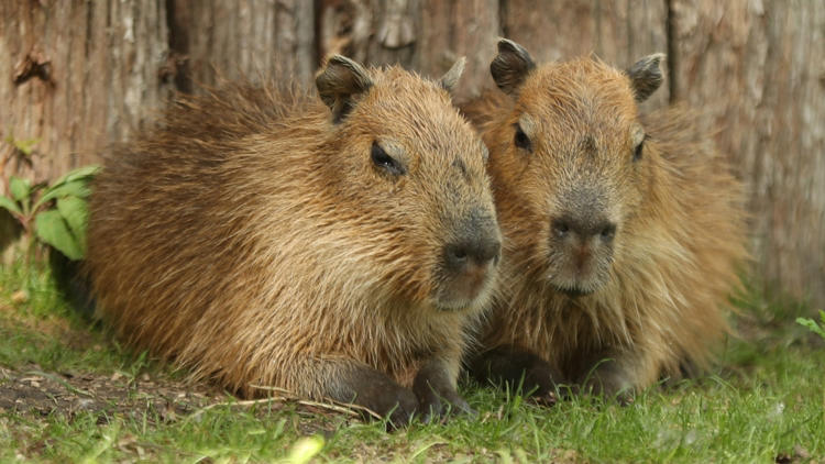 Close encounters of the capybara kind: African Safari Wildlife Park debuts its newest addition
