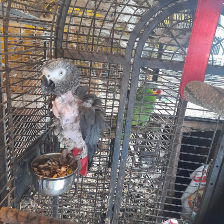 Over 120 birds rescued from ‘deplorable’ hoarding situation in the midlands