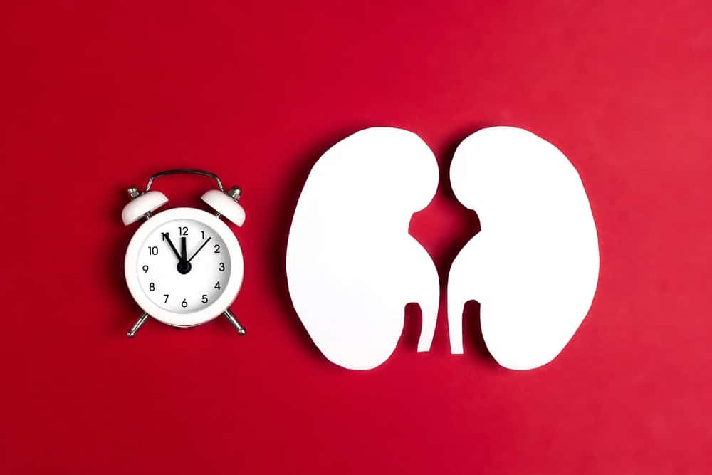 <p>The kidney is such an amazing organ that we actually each have two of them. Their job is to filter out waste from the bloodstream, and this is crucial to our ability to live. One of the most fascinating things about them is that despite being crucial, it is possible for people to donate one of their kidneys and still survive because, miraculously, the second kidney can actually take on double the work when the first one is removed. That's what you call rising to the occasion!</p>