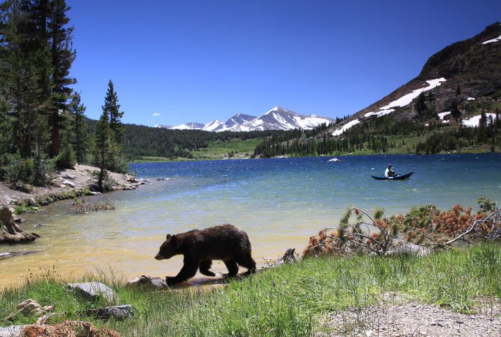 15-american-states-where-bears-remain-wild-and-free