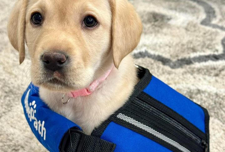 BluePath Service Dogs/Facebook