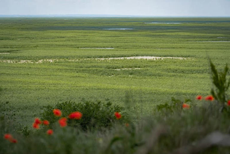 A general view of dried-up lands of Kakhovka Reservoir, overgrown with thick vegetation in Zaporizhzhia Oblast, Ukraine on May 16, 2024. (Yurii Tynnyi/Suspilne Ukraine/JSC 