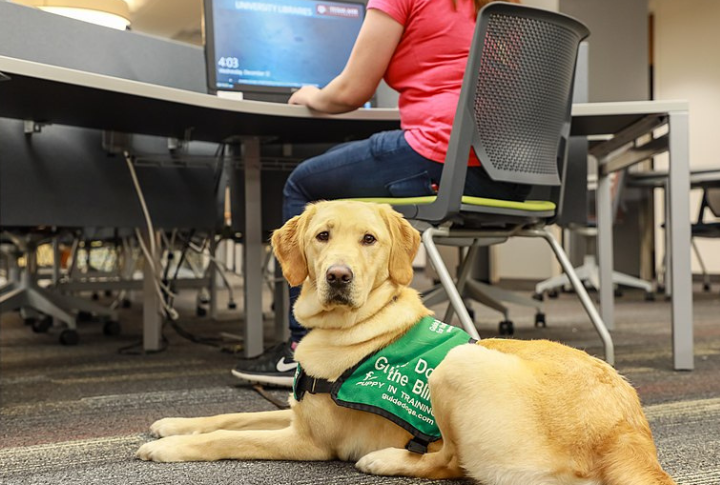 15 Remarkable Things to Know About Service Dogs