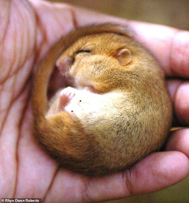 Cute video shows hazel dormice being released in Bedfordshire woodland