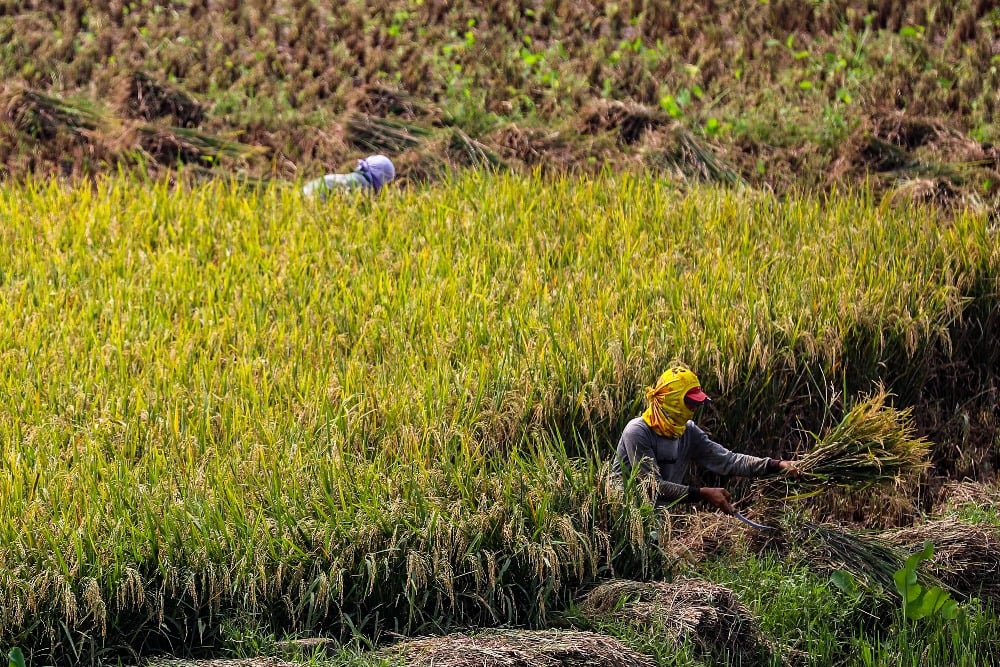 Resmi! HPP Gabah Kering Panen Di Tingkat Petani Dipatok Rp6.000 Per Kg