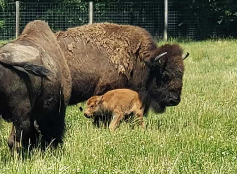 baby bison in bison herd