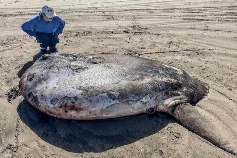 A hoodwinker sunfish that washed ashore on Gearhart Beach in Oregon on Monday (Picture: AP)