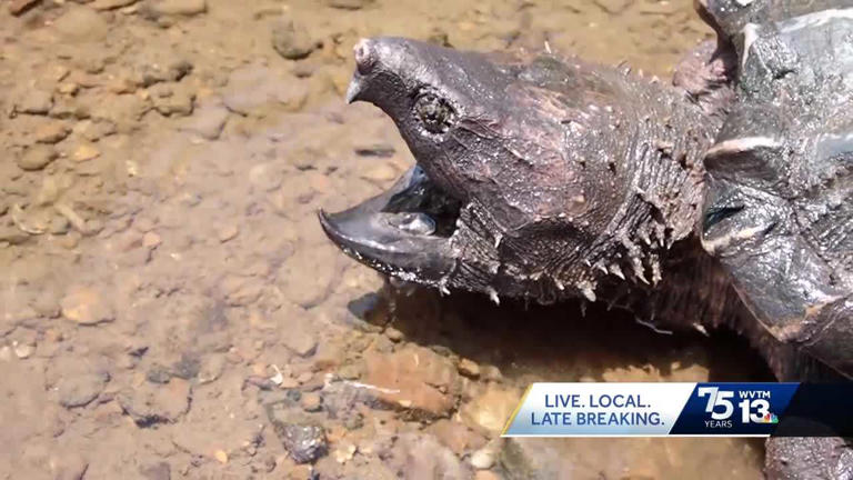 Local biologist studying alligator snapping turtles appearing in the ...