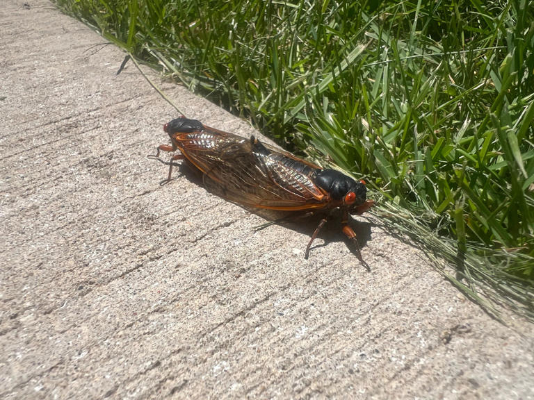 Why are 17year cicadas so loud, and how do they make noise?