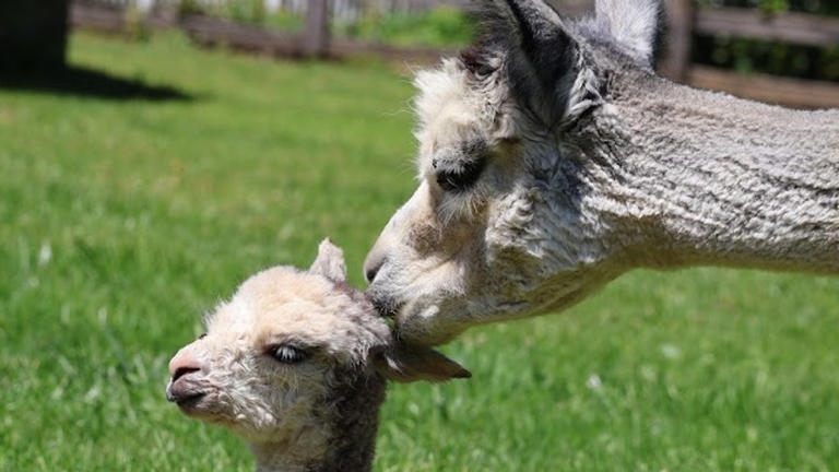 GALLERY: Birth of baby alpacas surprise visitors of farm in Finksburg, Md.