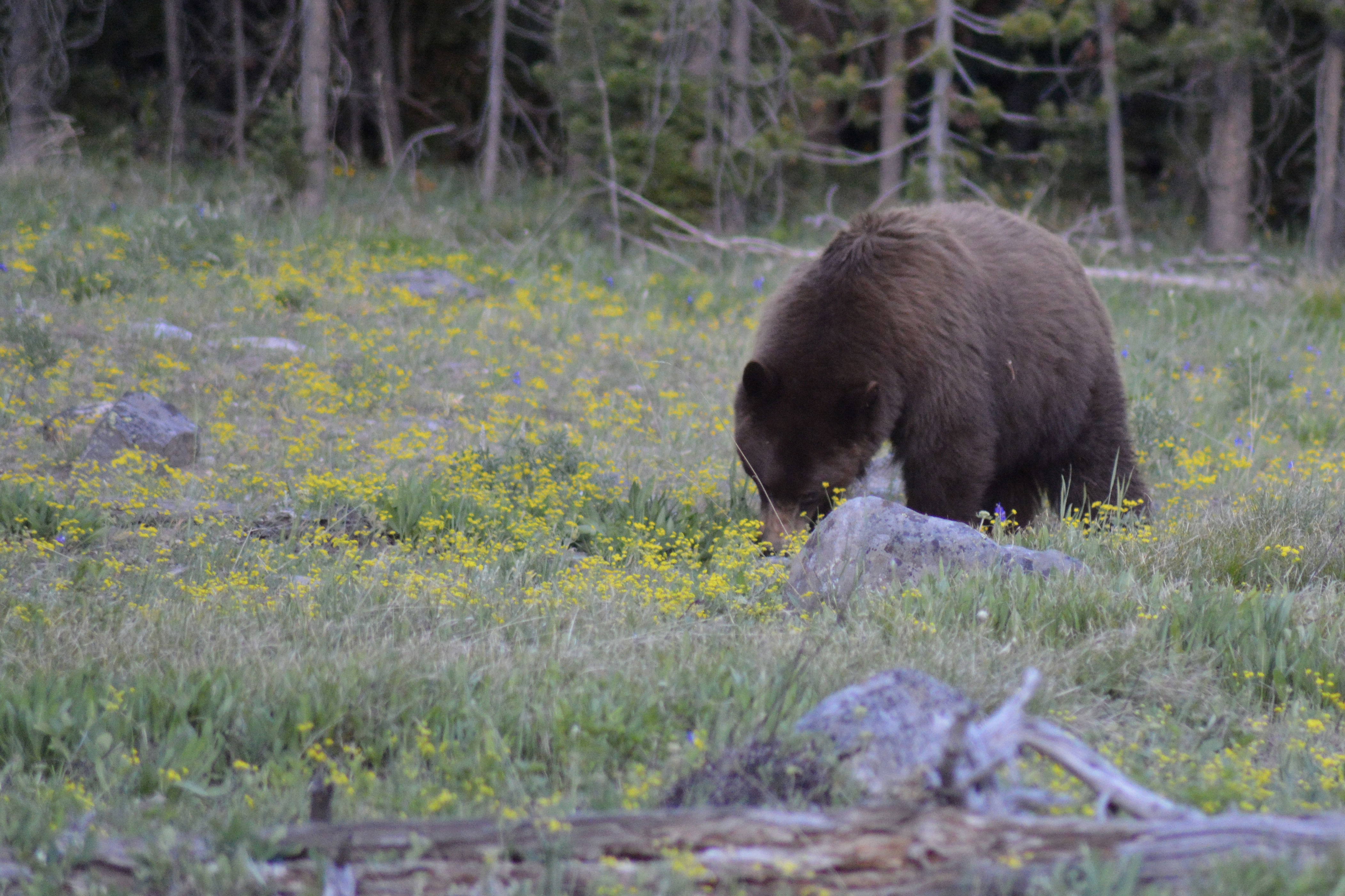 I've Been Attacked by a Bear, and I Still ‘Choose the Bear'