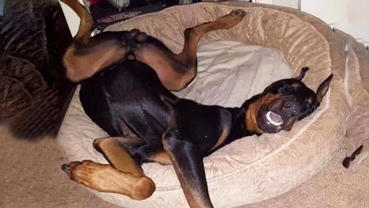 When you realize your dog is one of a kind