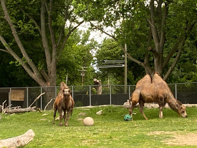 Camels at the Detroit Zoo, seen on May 28, 2024, during an event celebrating Israel's independence day organized by local Jewish groups. The area around the camels in the Detroit Zoo was labeled during the event as Negev, a desert area in Israel that has some camels.
