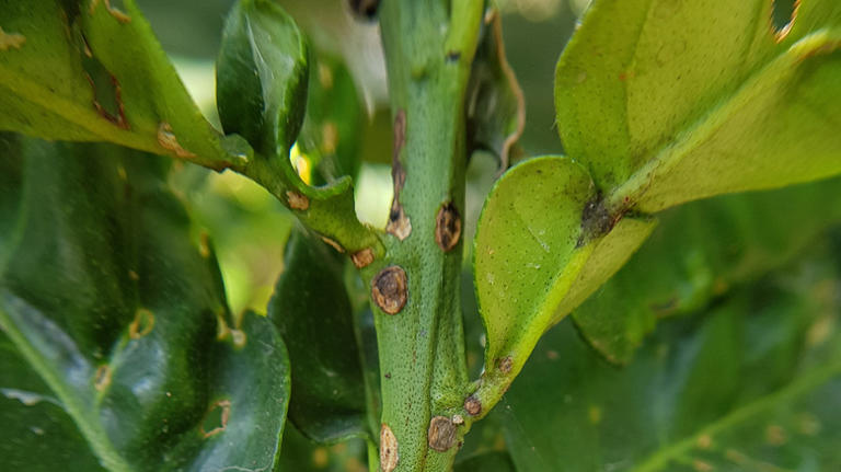 Common Diseases You Should Know About Before Growing Lemon Trees