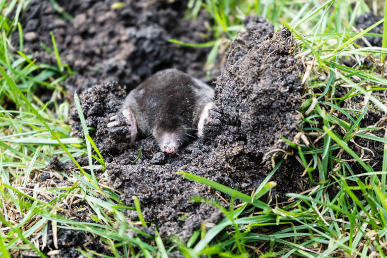 How to get rid of moles in your yard, according to experts