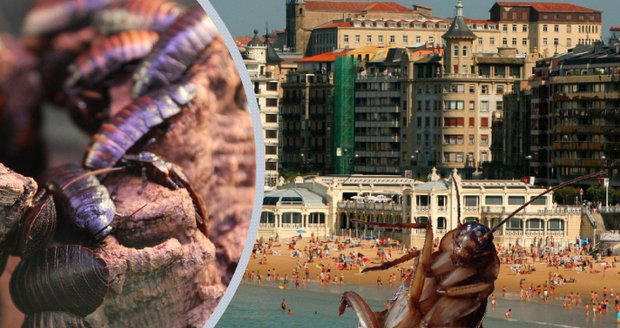 nebezpečí v oblíbené dovolenkové destinaci: italské pobřeží zachvátili ohniví červi!