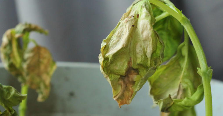 Credit: Shutterstock