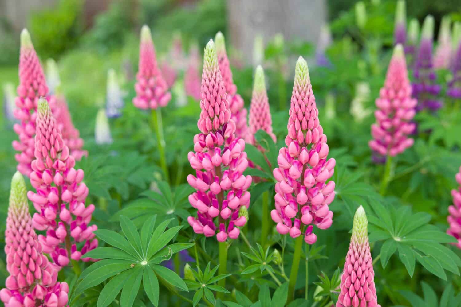 30 Plants with Breathtaking Pink Flowers