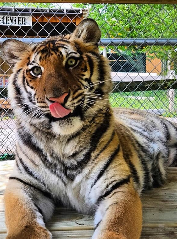 What is world's biggest cat? Get to know the largest cat breed