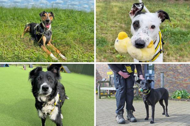 The four pups of the week at Basildon Dogs Trust looking for forever homes